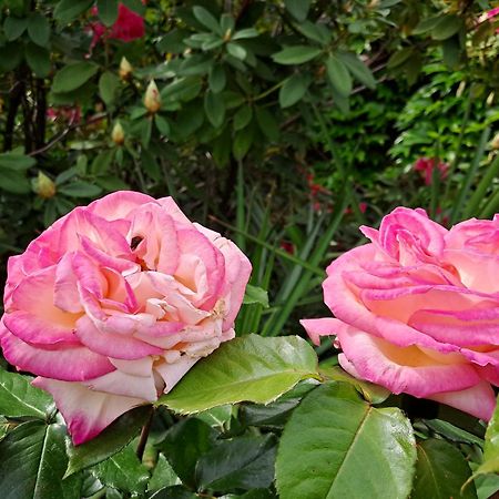 Gite 5 "Le Laurus" Aux Magnolias 오브나 외부 사진