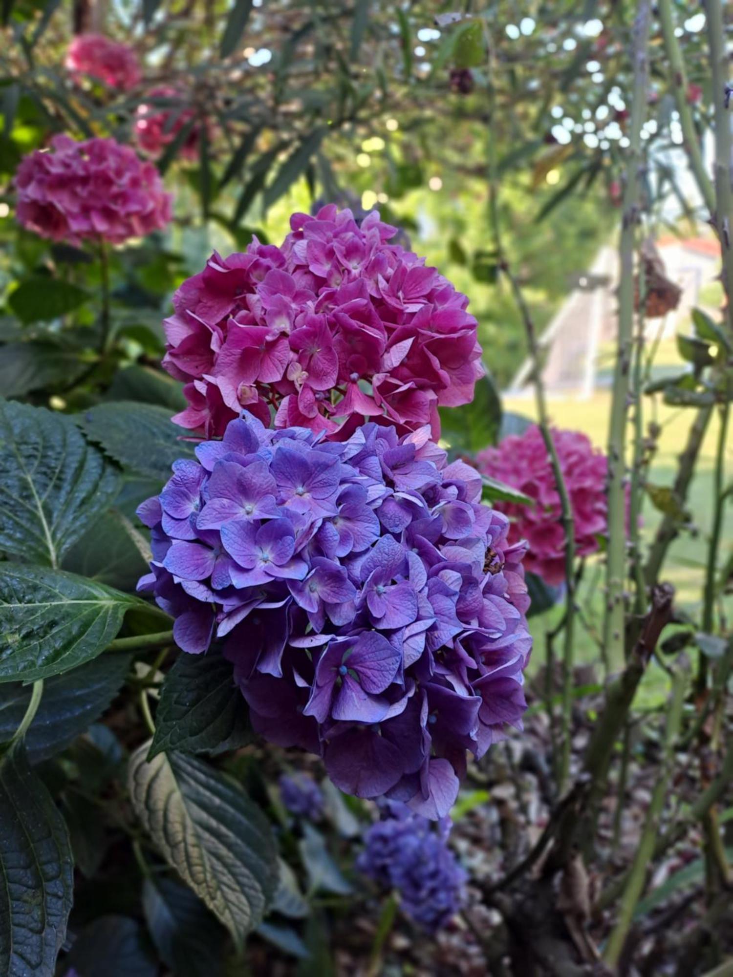 Gite 5 "Le Laurus" Aux Magnolias 오브나 외부 사진