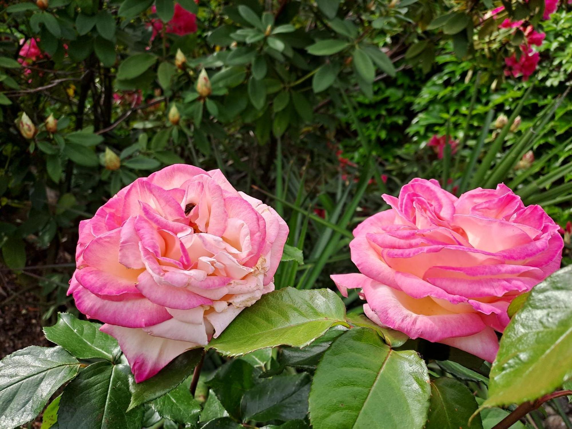 Gite 5 "Le Laurus" Aux Magnolias 오브나 외부 사진